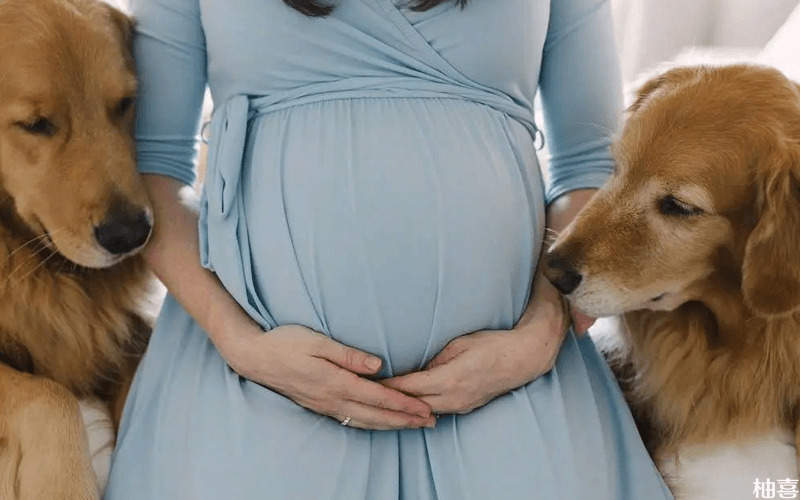 孕妇并非不能养狗