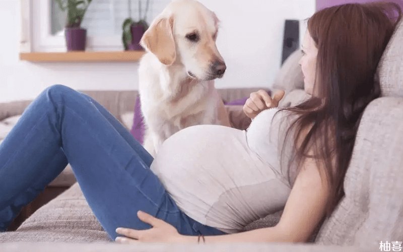 孕妇养狗并不会感染弓形虫