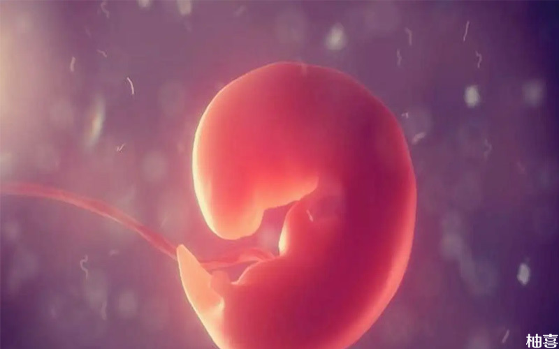 胎芽的长得快是因为胎儿发育比较好