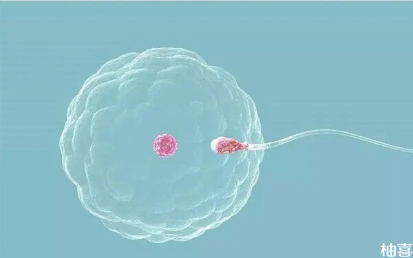 网传精子等卵子3天生男孩几率大 生儿子一定要在排卵前