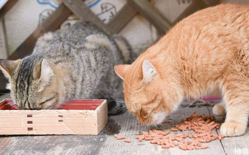 给猫喂猫粮