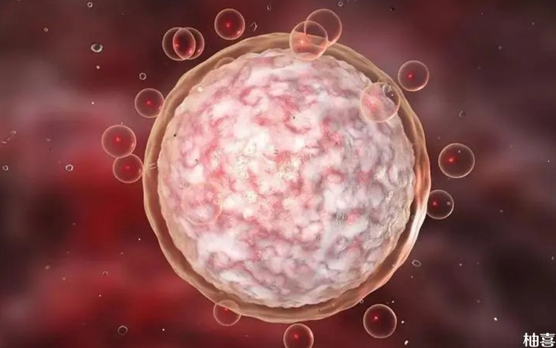 1个优势卵泡正常可以配成一个胚胎
