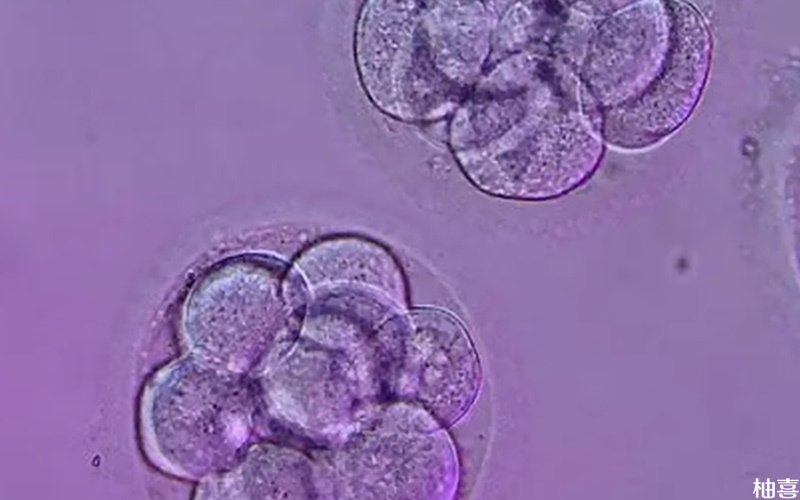 5个卵泡能培育出1-2个胚胎