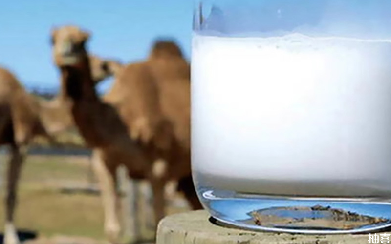 骆驼奶中含有较高的糖分