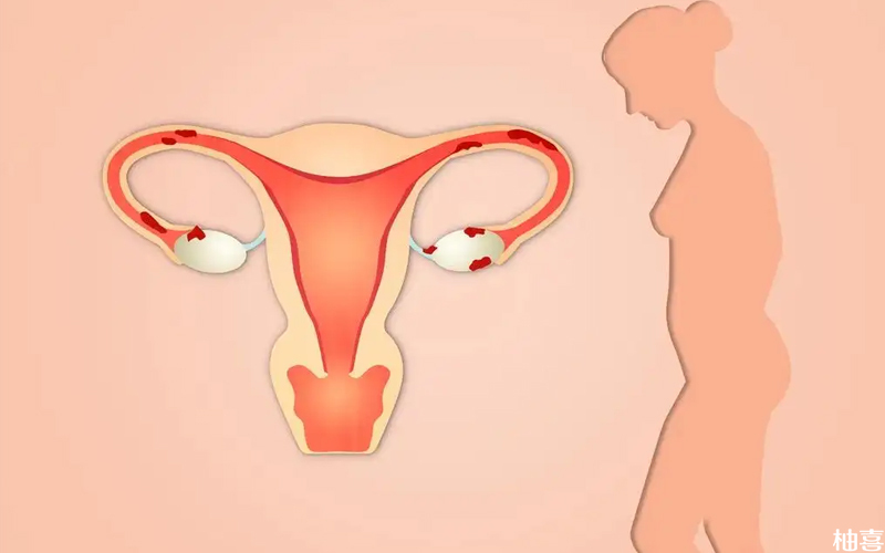 坤泰胶囊有利于保持卵巢功能的动态平衡