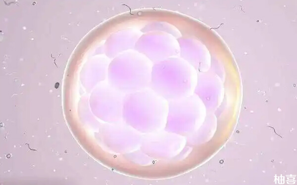8个卵泡养囊后能配成功多少颗囊胚？