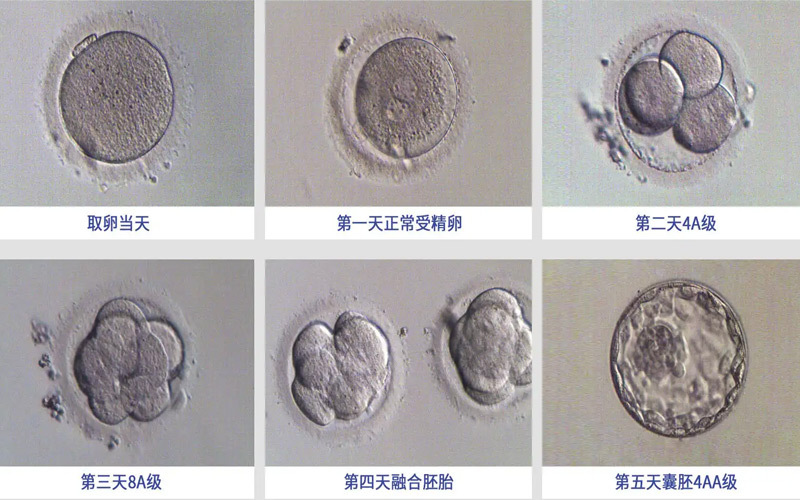 8个卵泡养囊后不确定能配成功多少颗囊胚