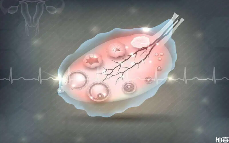 左右两侧卵巢共有11个卵泡