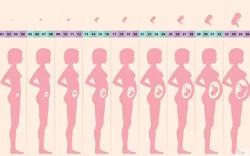 怀孕1-9月肚子变化图