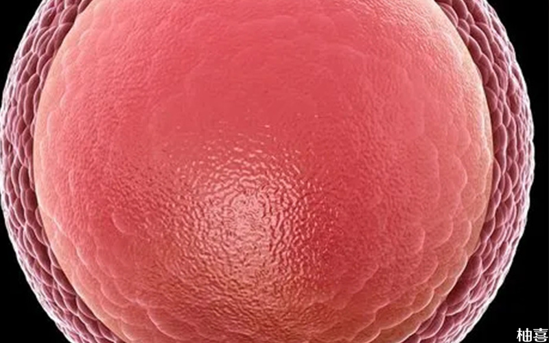 卵子质量会影响胚胎发育