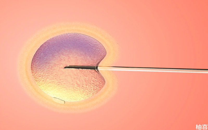 卵泡质量好才能配成高质量的胚胎