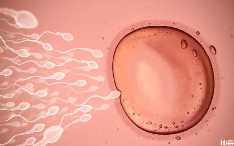 精卵质量会影响胚胎质量