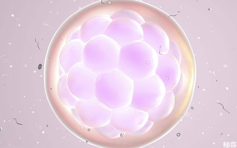 微刺激方案一般能成功促得2-3个成熟卵泡