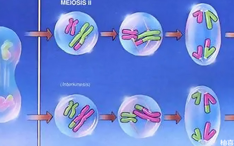 罗氏易位是常染色体上的基因突变