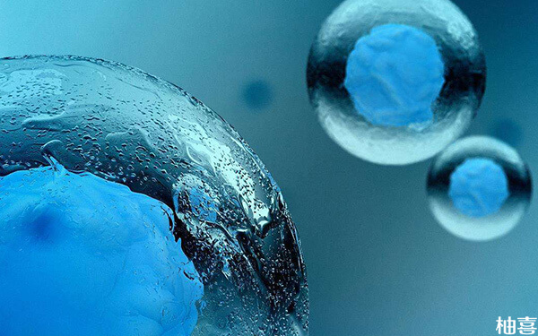 冻囊胚解冻后升级变成桑葚胚胎的几率高不高? 早期胚胎是指什么时期