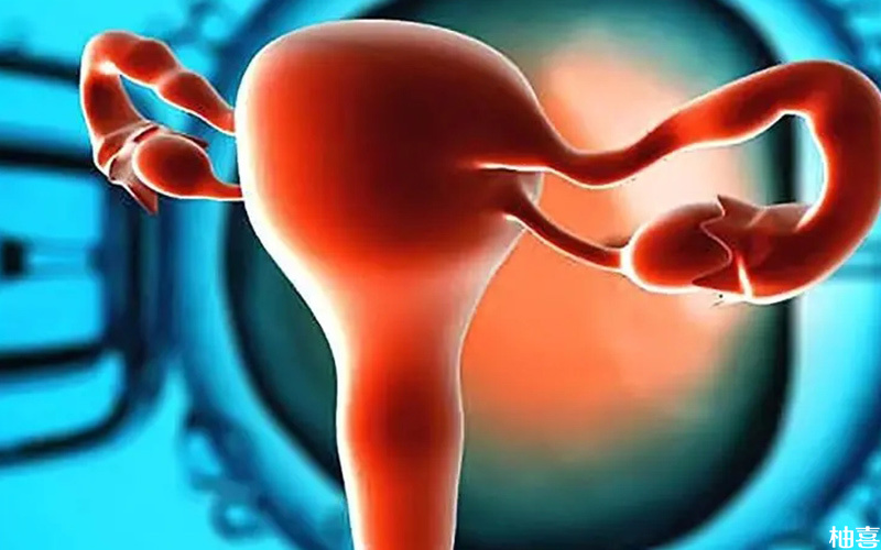 子宫内膜厚度达到标准才能进行囊胚移植