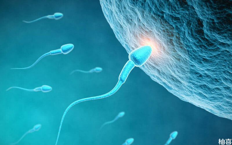 精子质量与女性怀孕的成功率密切相关