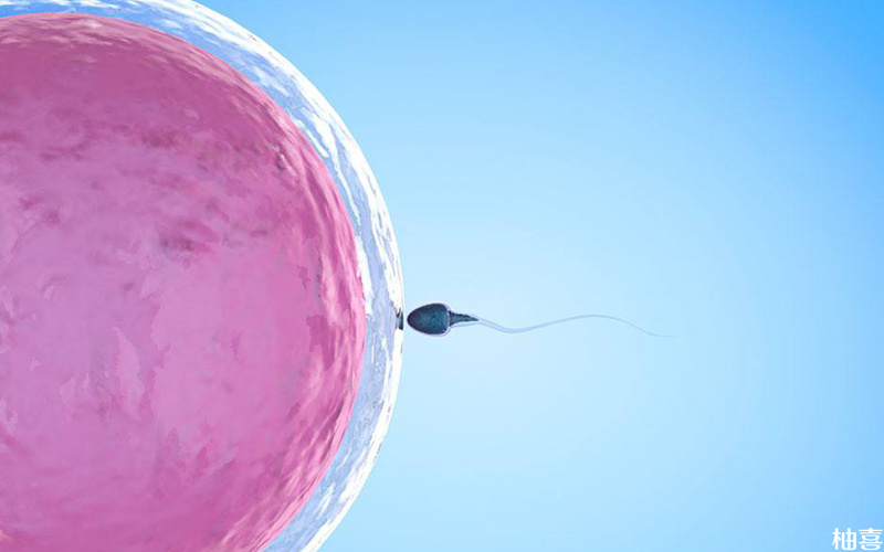 gv期不成熟卵培养成熟后可以配成功胚胎