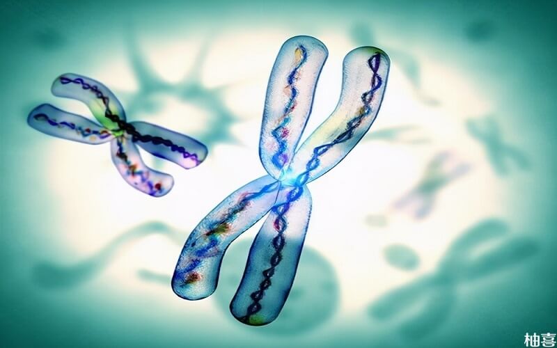 精子DNA碎片率是指被破坏产生断裂的DNA数量