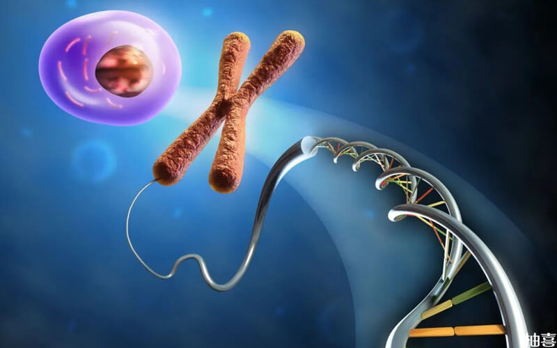 精子DNA碎片是指精子DNA完整性被破坏