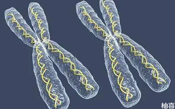 孩子x染色体缺少一条是谁的问题，父亲还是母亲？