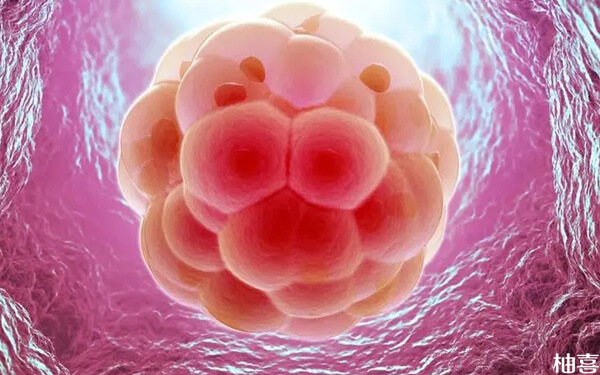 健康的高质量胚胎着床后是不是没那么容易胎停?