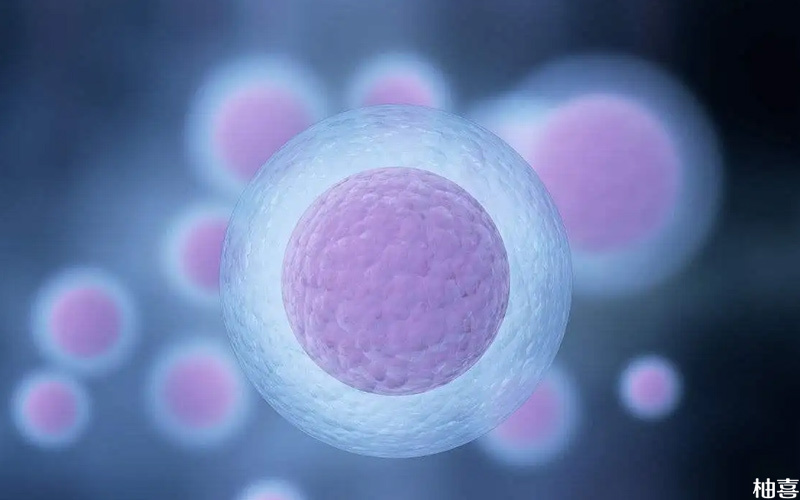 窦卵泡可以通过治疗增加数量