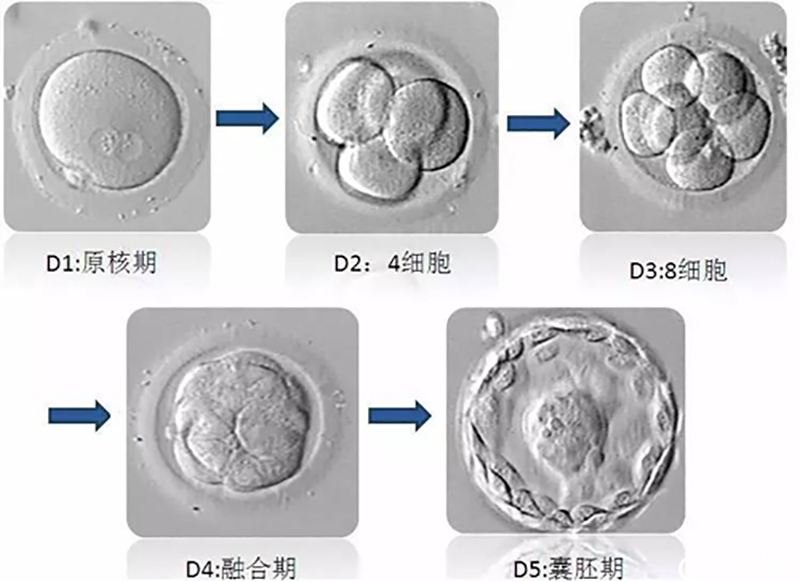 胚胎变化过程