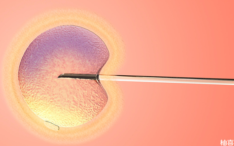 胚胎see移植能提高试管成功率