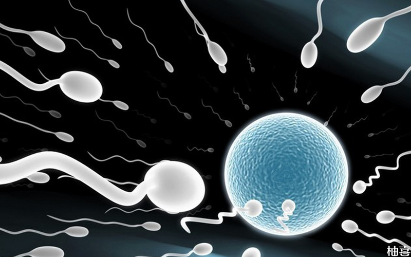 精子分离术是将活动的精子与不活动的精子分开