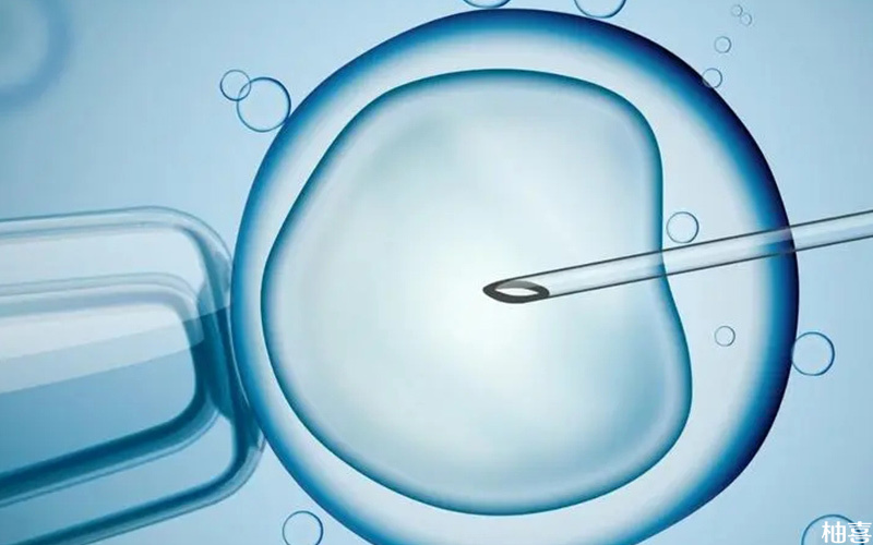 胚胎移植位置
