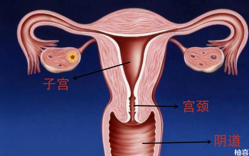 子宫内膜厚可以做试管婴儿