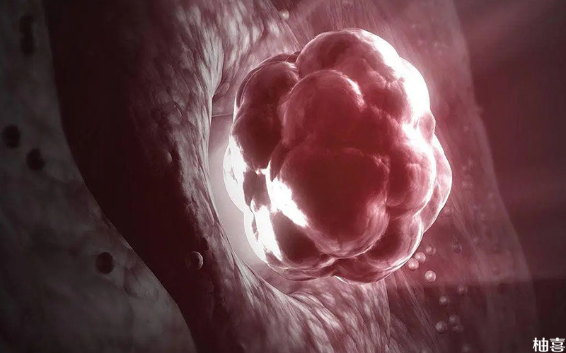 宫腔内的胚胎