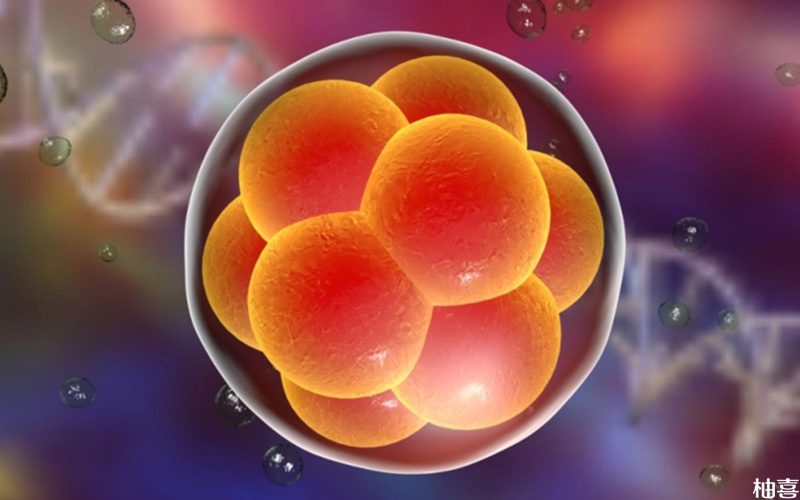 zp3单杂基因突变空卵泡可以供卵助孕