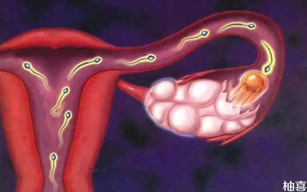输卵管堵塞生孩子几率并不低！幸孕程度一文弄清楚