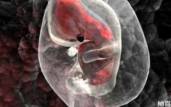 胚胎turner综合征胎停做试管婴儿是不是可以避免? 特纳综合症胚胎停育
