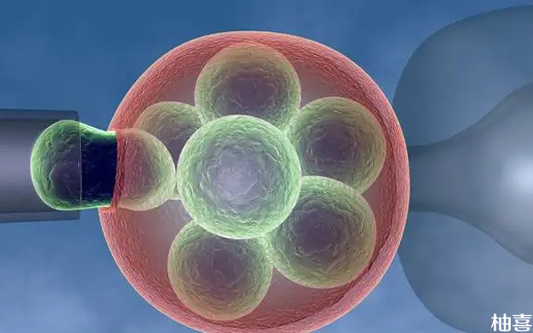 试管移植两个胚胎有讲究！放得越多成功率越高是谣言