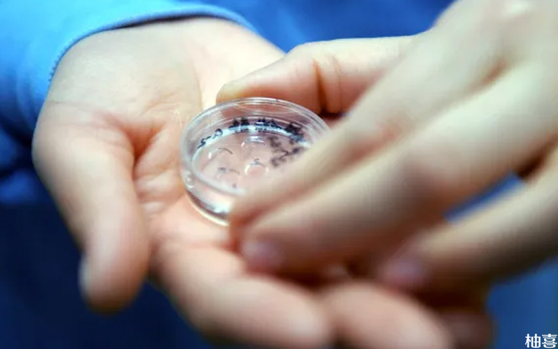 胚胎移植首选鲜胚的原因