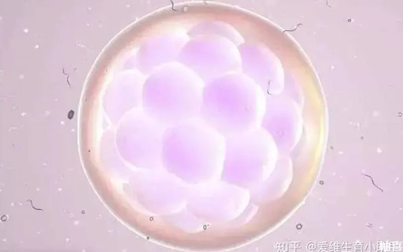 取了12个卵全部配成优质胚胎的成功率