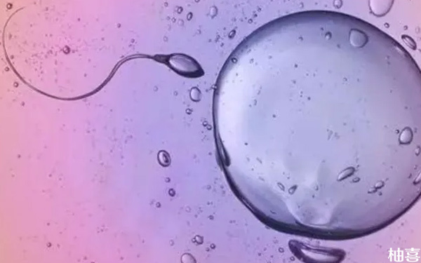 试管移植2个胚胎并非百分百着床！成活率多少一看便知