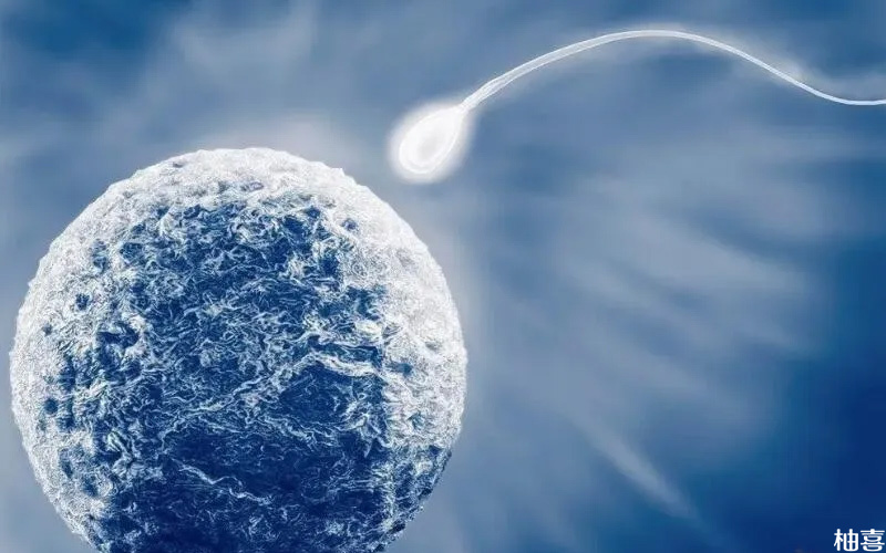 胚胎养囊能够提高着床率