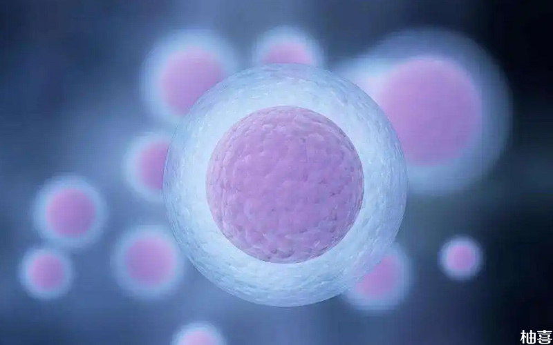 11个胚胎养囊最终能成几个还要看运气