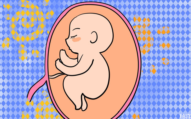 孕11周胎儿已基本成型