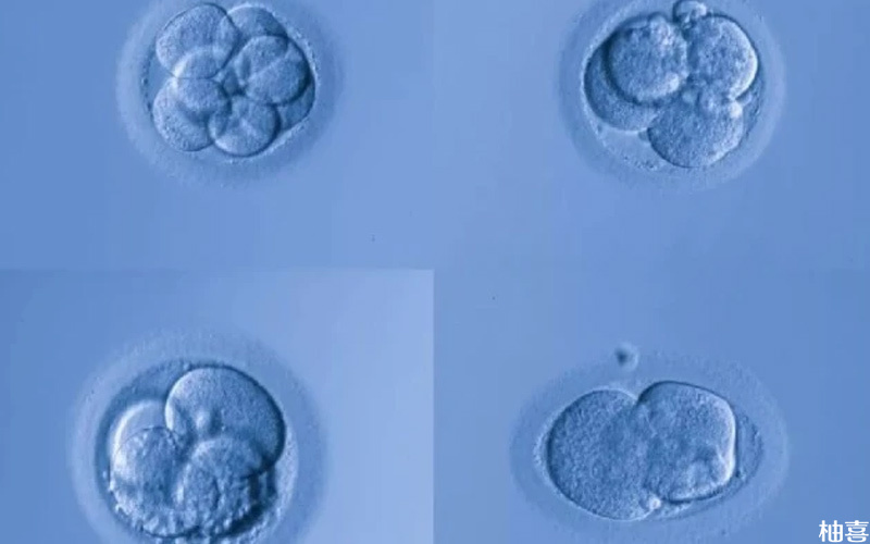 胚胎养囊是一个比较复杂的过程