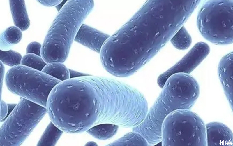 百适滴益生菌可以促进肠道蠕动