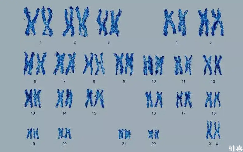 人体有23对染色体