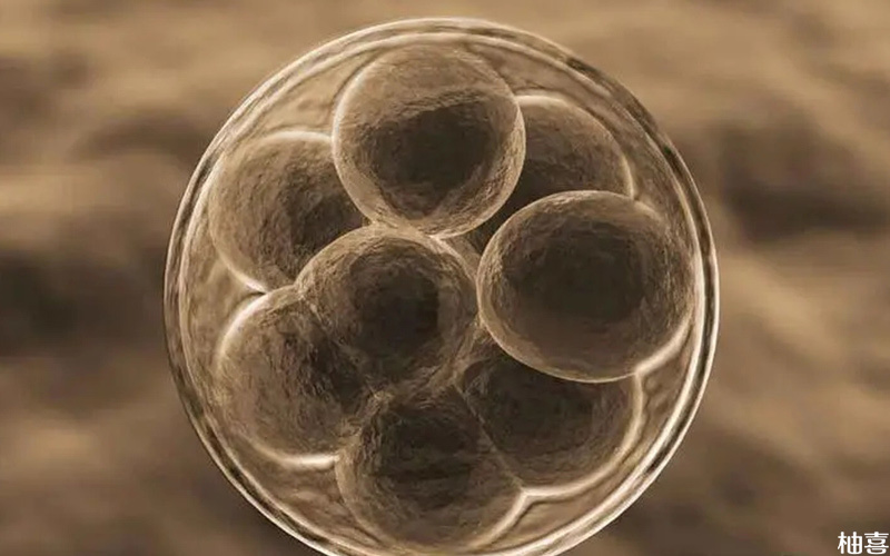 胚胎透明带过厚hui影响在内膜上的着床