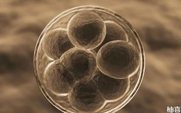 有卵子透明带异常做二代却养囊移植成功了的案例吗?