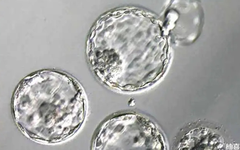 卵泡透明带异常会影响移植成功率