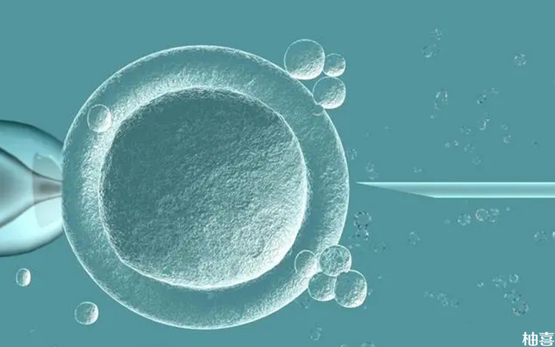 卵泡透明带异常会影响胚胎培养
